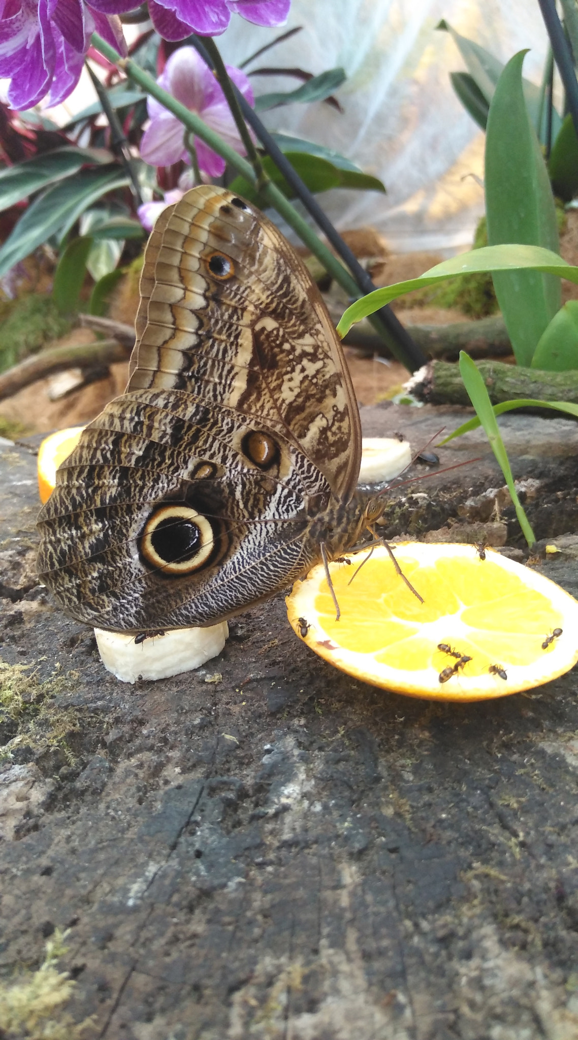 HUAWEI nova sample photo. As big as a hand photography