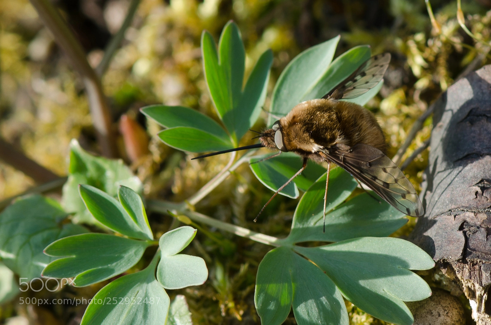 Nikon D5100 sample photo. _...-1063.jpg photography
