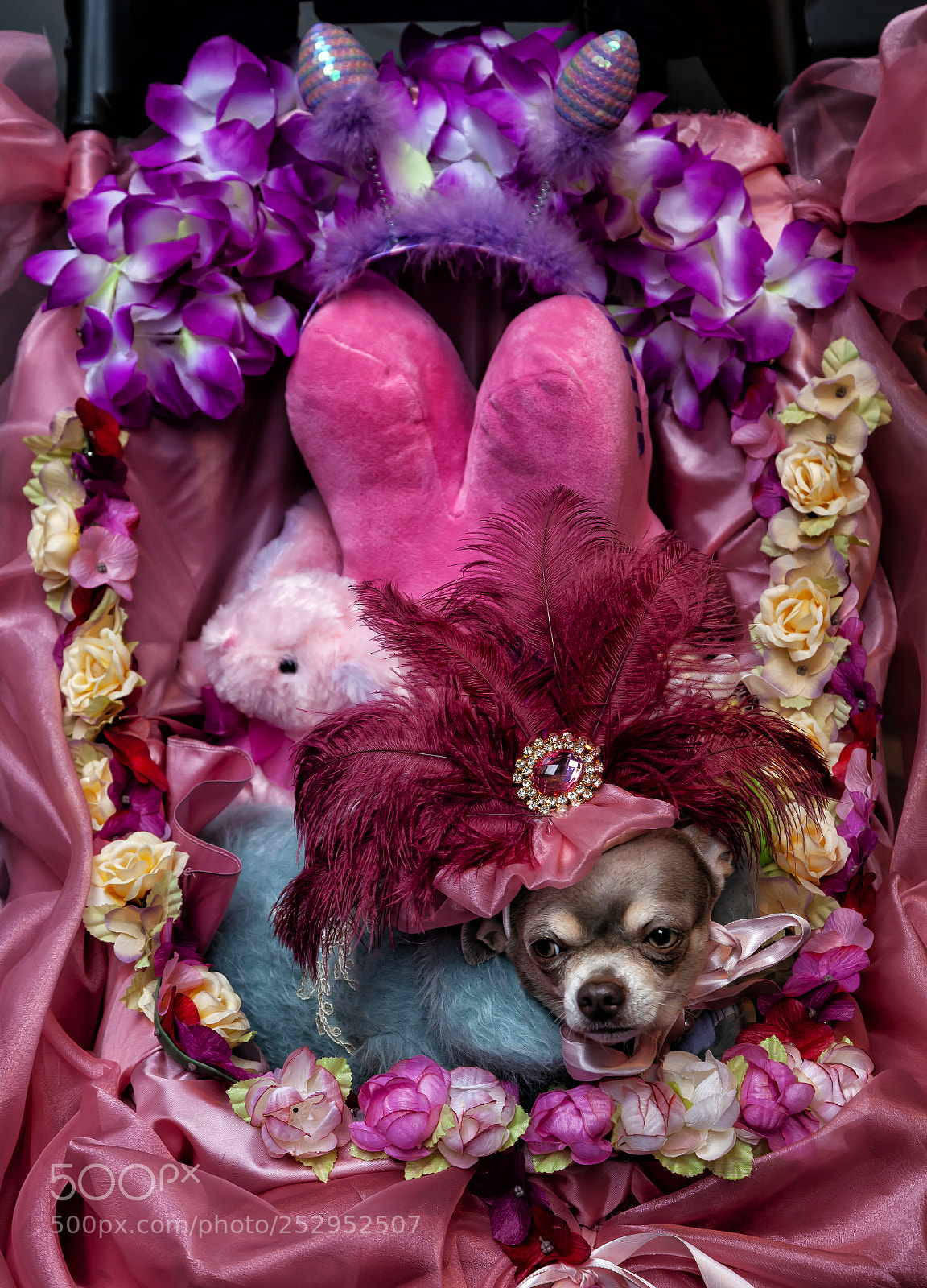 Canon EOS 5D Mark II sample photo. Extremely festive chiahuaha photography