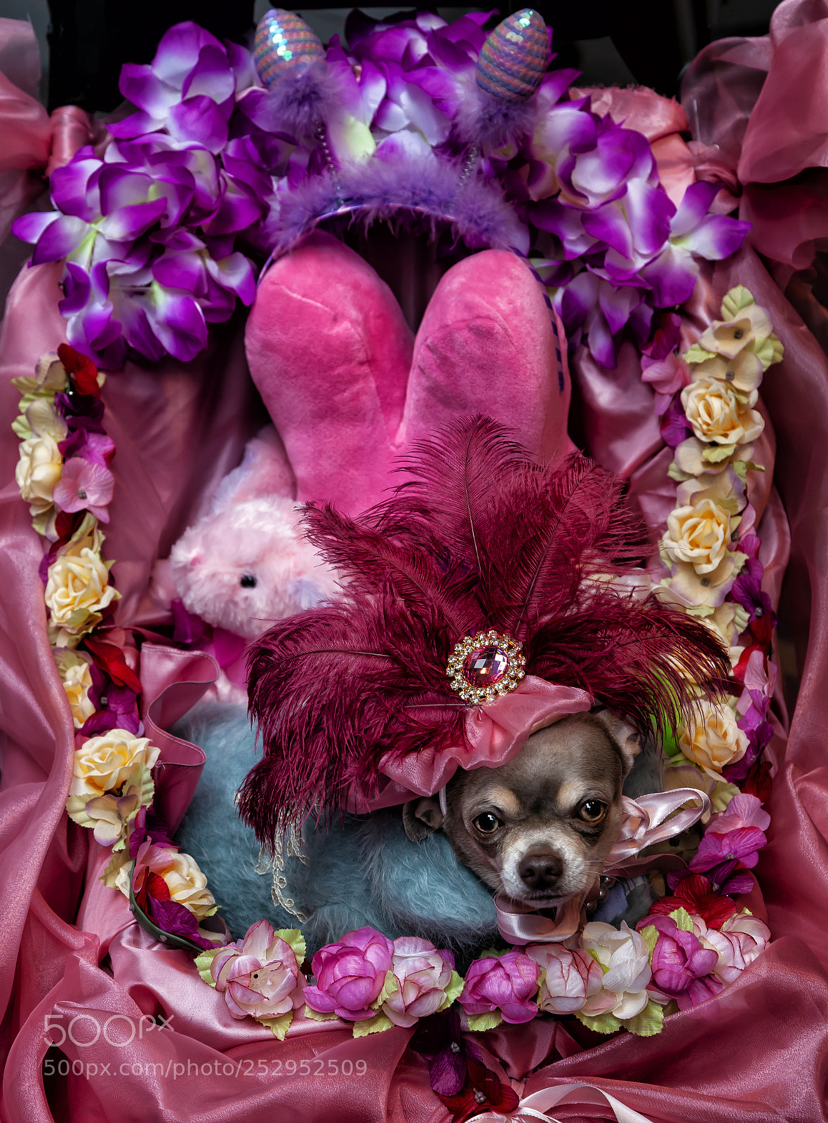 Canon EOS 5D Mark II sample photo. Extremely festive chihuahua photography