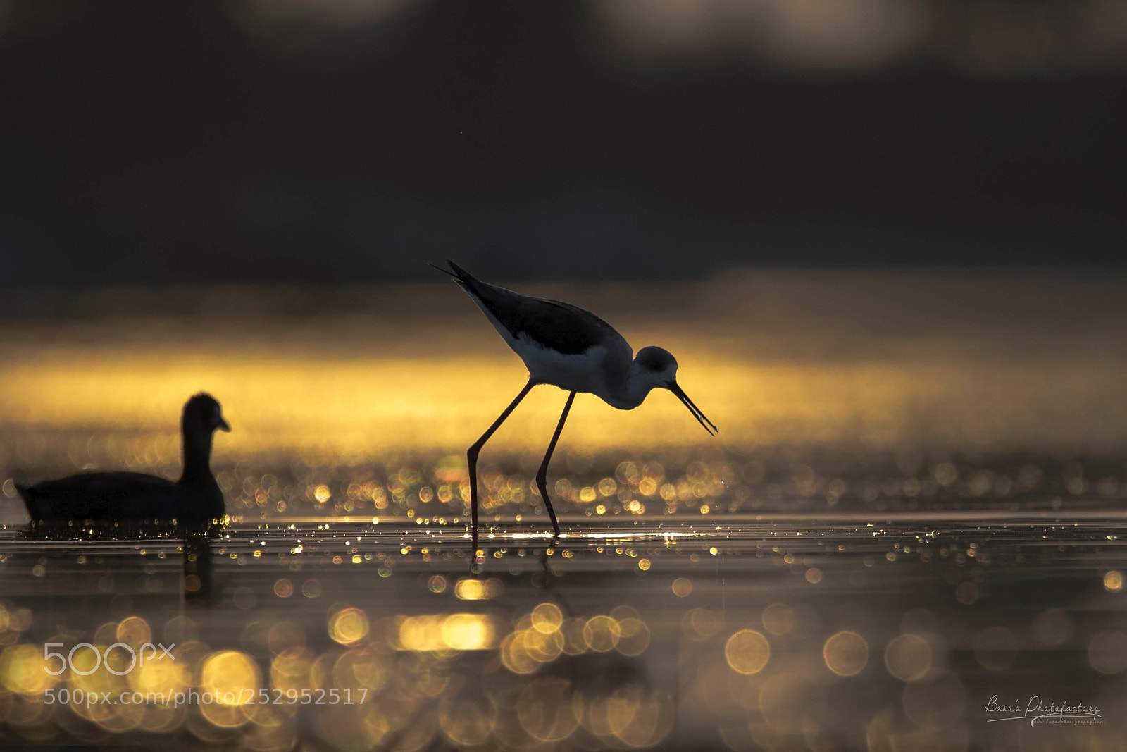 Nikon D810 sample photo. The golden evening water!! photography