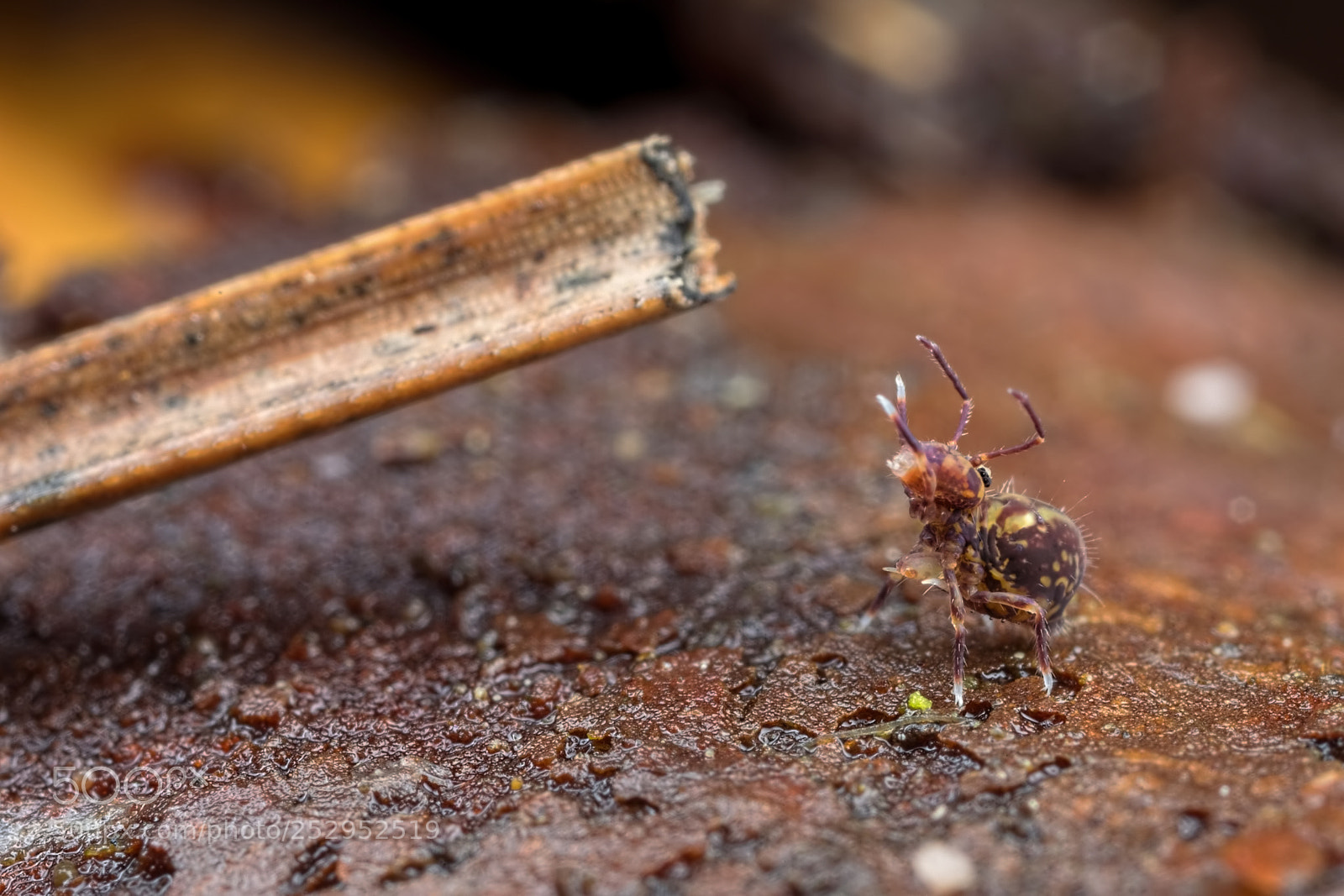 Canon EOS 5D Mark IV sample photo. All hail the twig! photography
