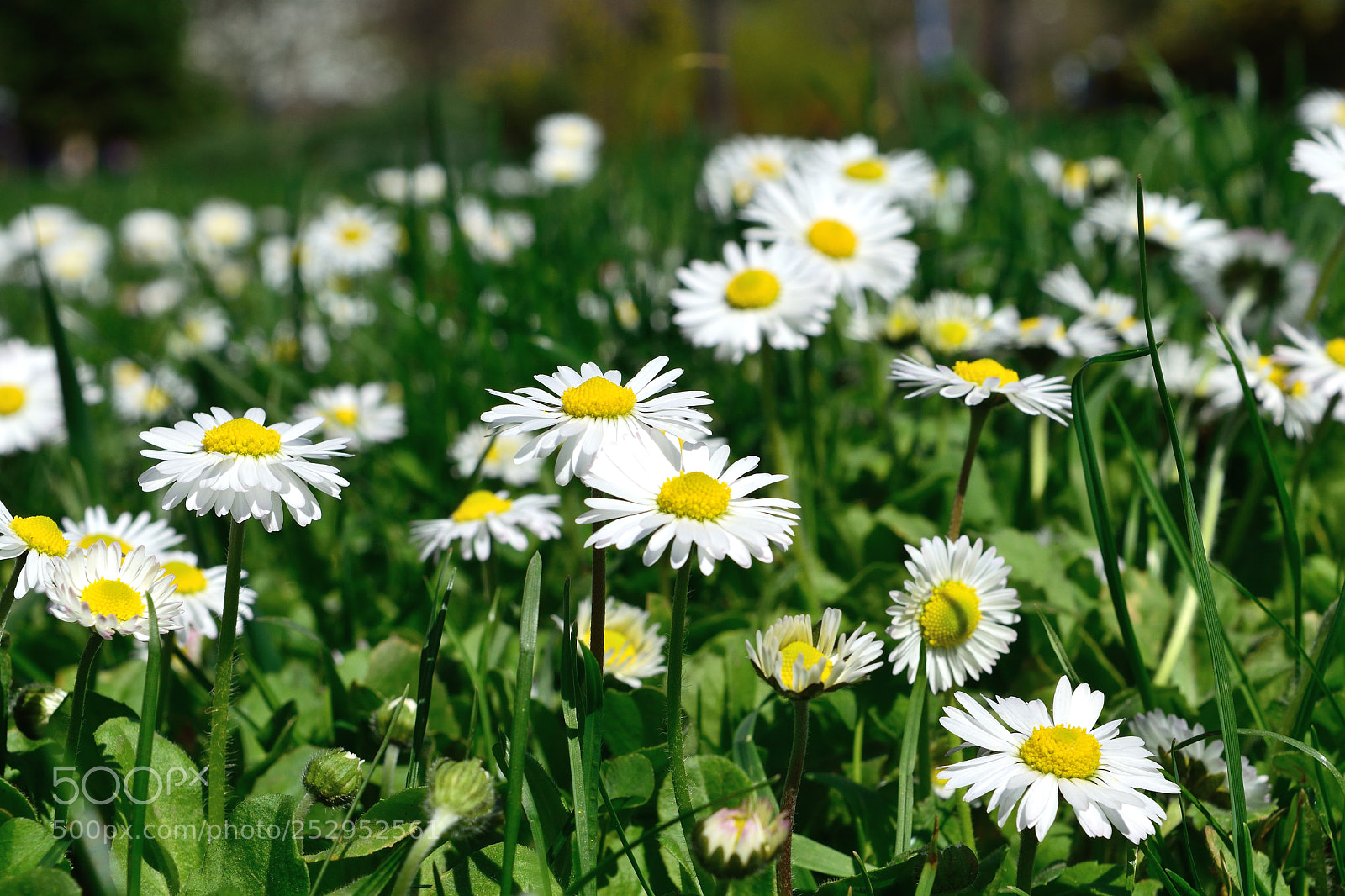 Nikon D3300 sample photo. Spring photography