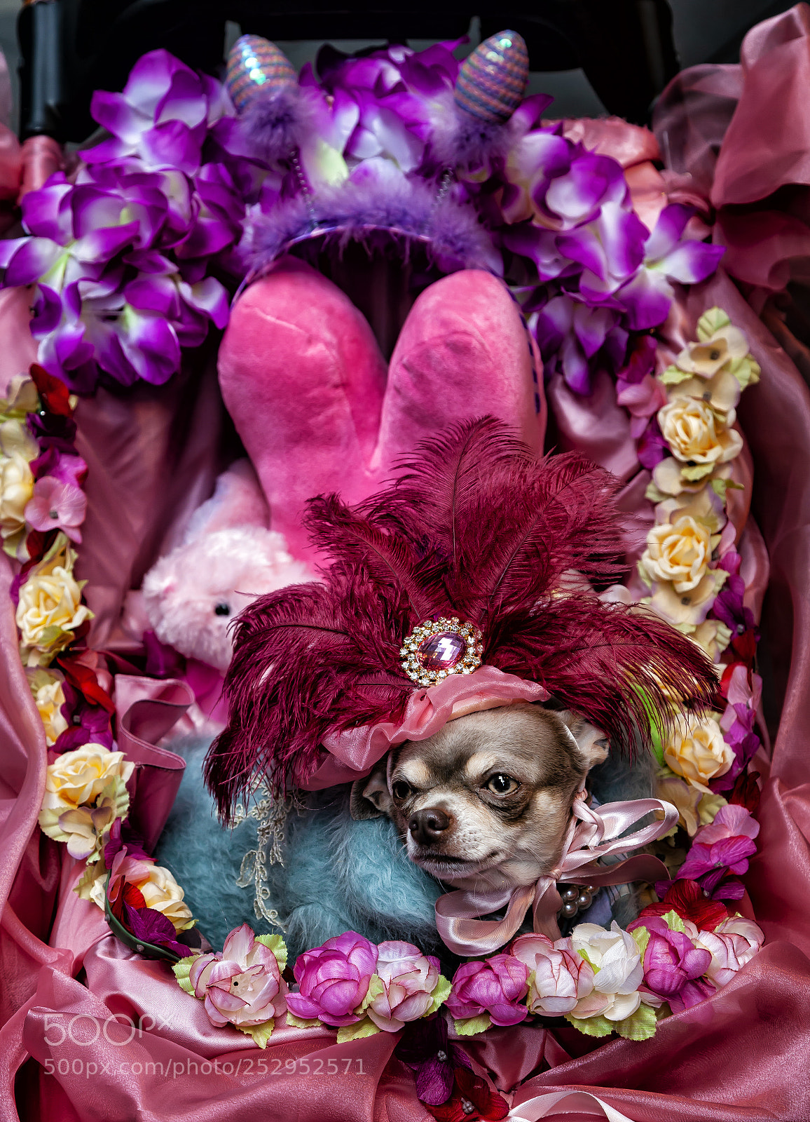 Canon EOS 5D Mark II sample photo. Extremely festive chiahuaha photography