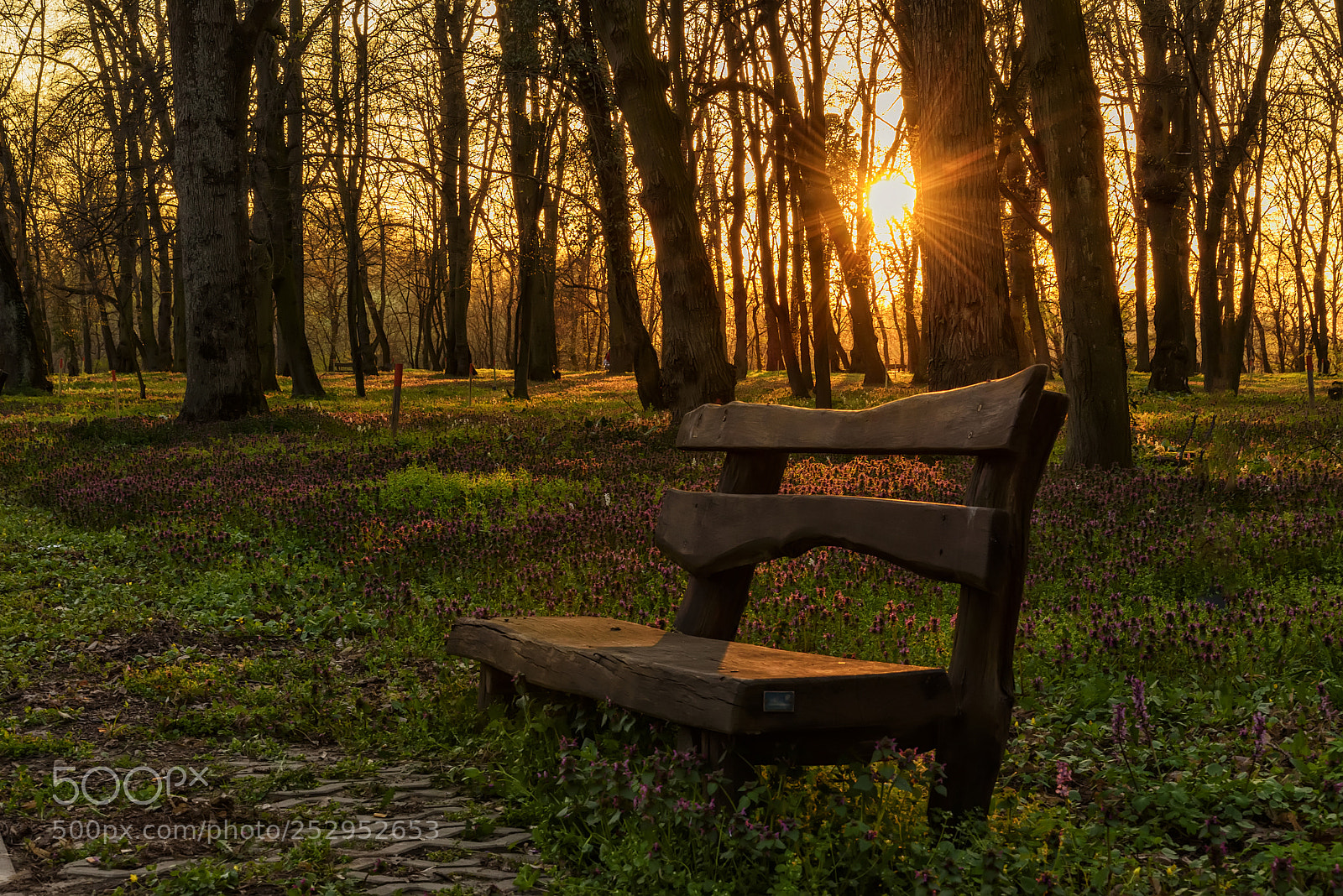 Nikon D750 sample photo. Sunset at forest photography
