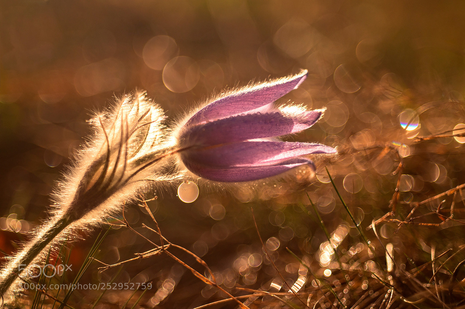 Canon EOS 6D Mark II sample photo. Koniklec photography