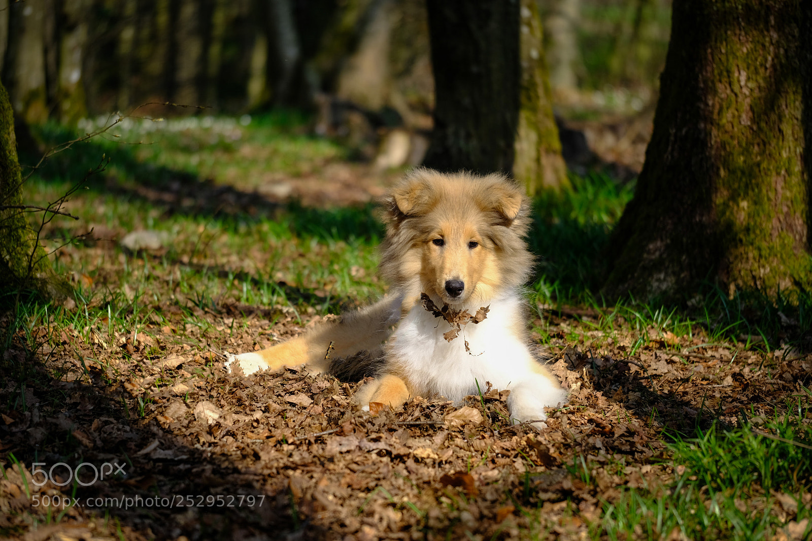 Fujifilm X-T20 sample photo. Cute rough collie puppy photography