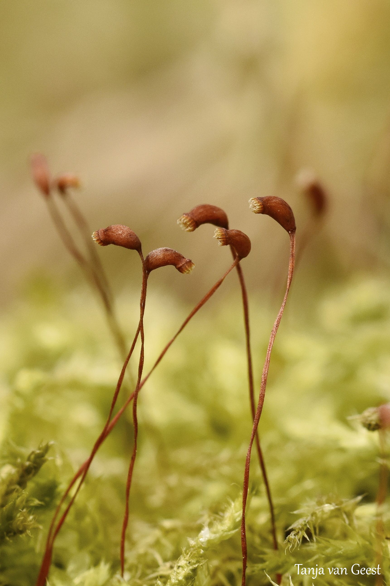 Nikon D5500 + Sigma 105mm F2.8 EX DG OS HSM sample photo. Moss seeds photography