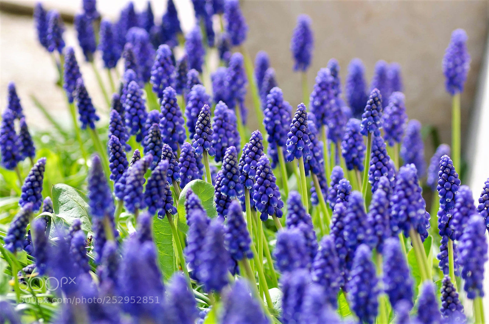 Nikon D7000 sample photo. Flower stalls, muscaris photography