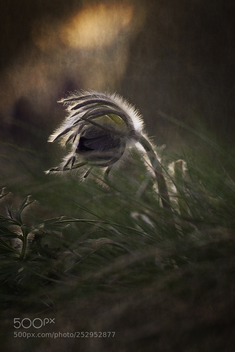 Canon EOS 7D Mark II sample photo. Windy morning photography