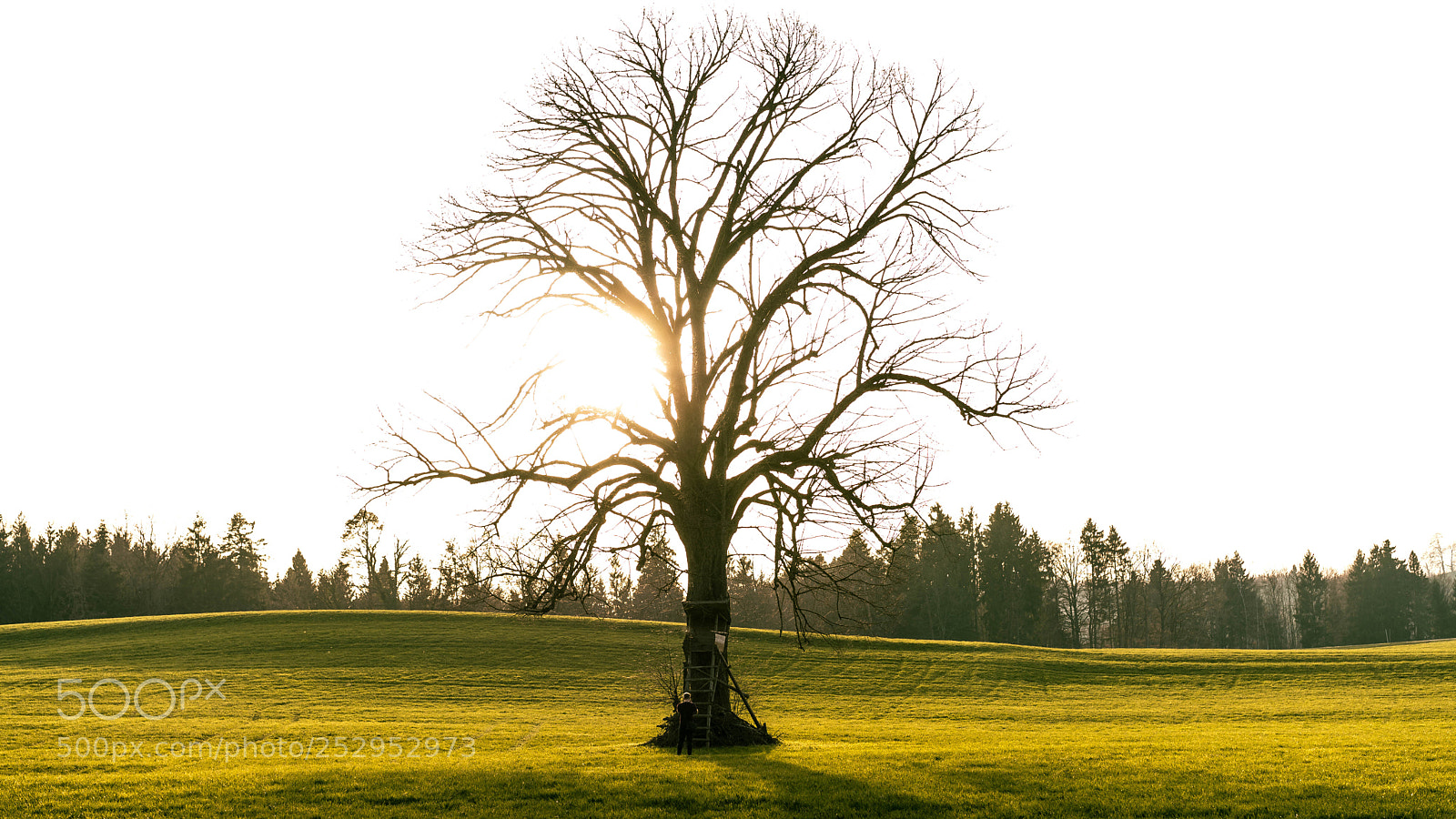 Sony a7 sample photo. Sun photography