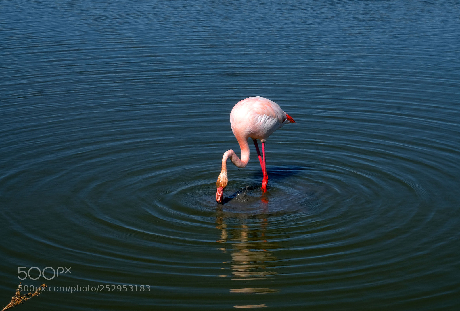 Fujifilm X-T2 sample photo. Flamingo feeding in the photography