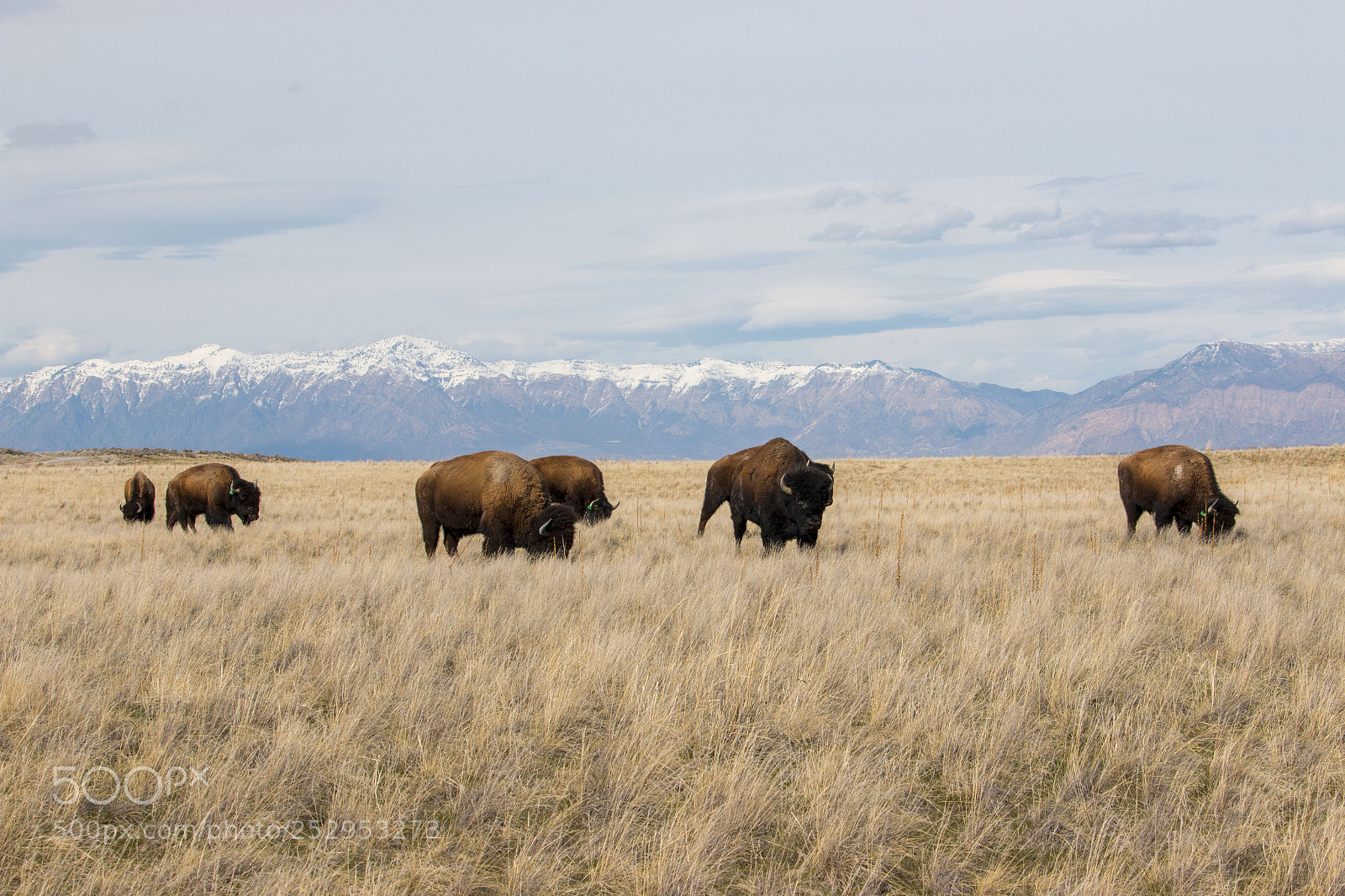 Canon EOS 70D sample photo. Buffalo herd photography