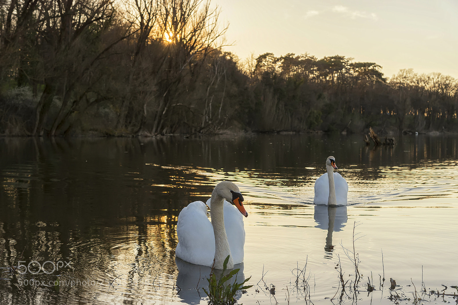 Nikon D750 sample photo. Sunset and swans photography