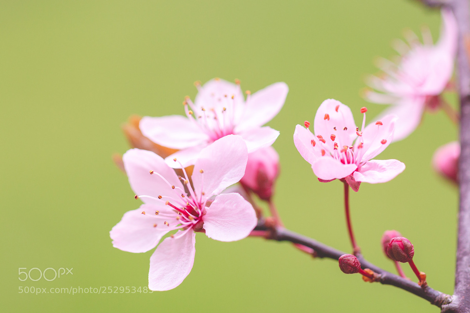 Canon EOS 70D sample photo. Pretty pink photography