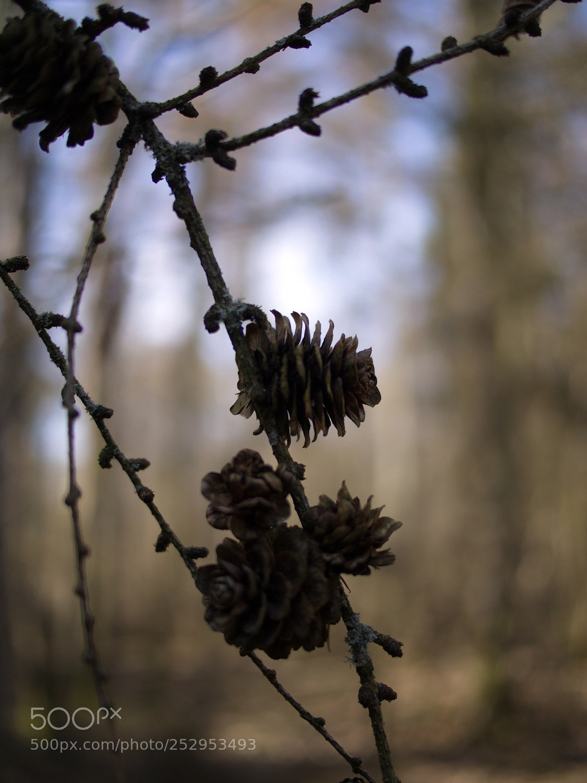 Olympus PEN E-PL5 sample photo. Remains of a bygone photography