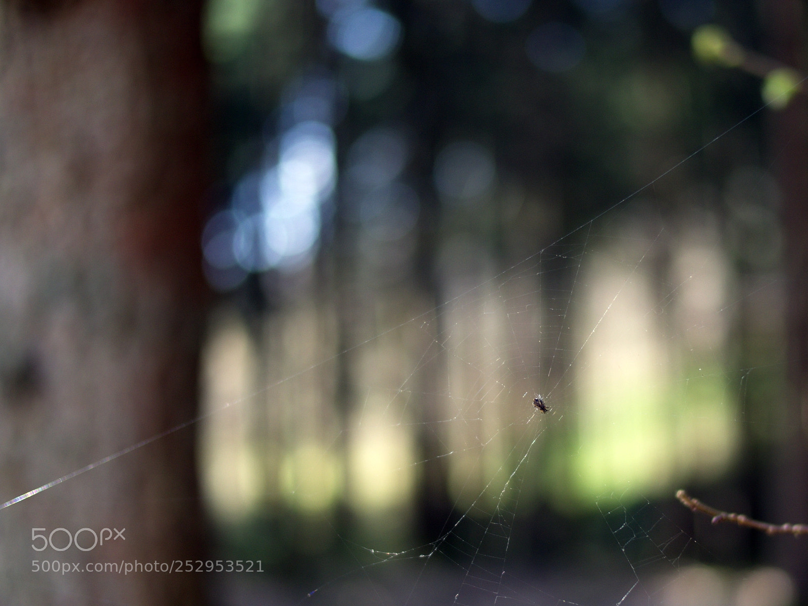 Olympus PEN E-PL5 sample photo. Patient predator photography
