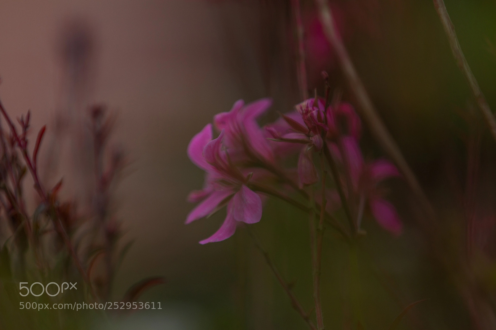 Canon EOS 70D sample photo. Nature photography