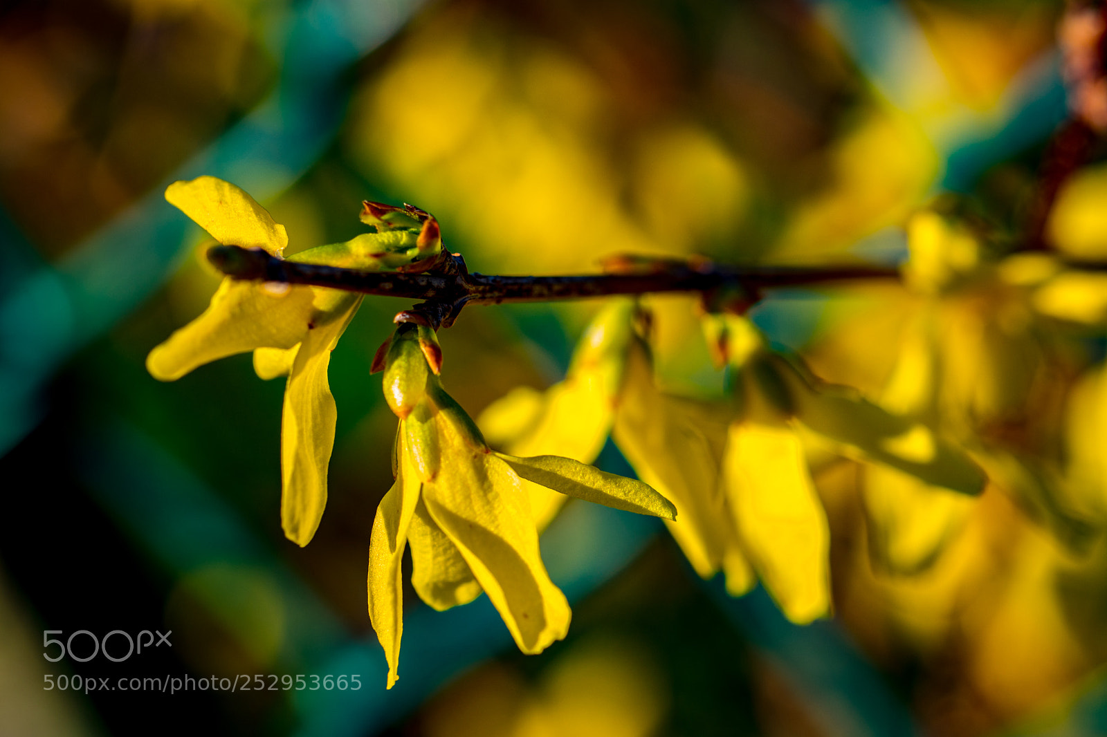 Canon EOS 77D (EOS 9000D / EOS 770D) sample photo. Spring is here, open photography