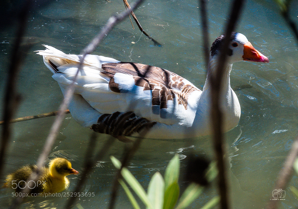 Nikon D7100 sample photo. Untitled photography