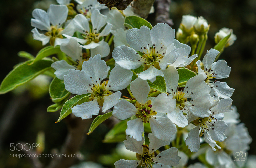 Nikon D7100 sample photo. Flor de peral photography