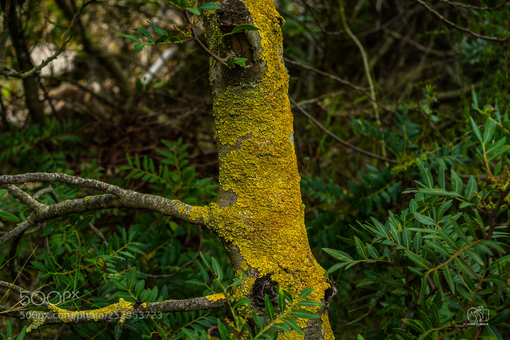 Nikon D7100 sample photo. Mirando al norte photography