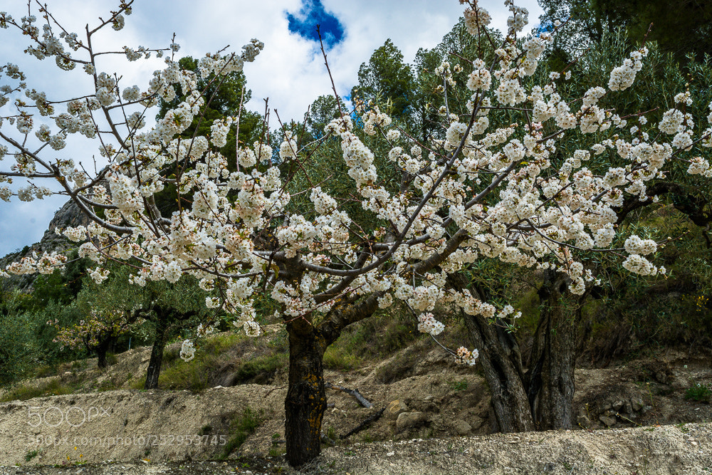 Nikon D7100 sample photo. Cerezo en flor photography