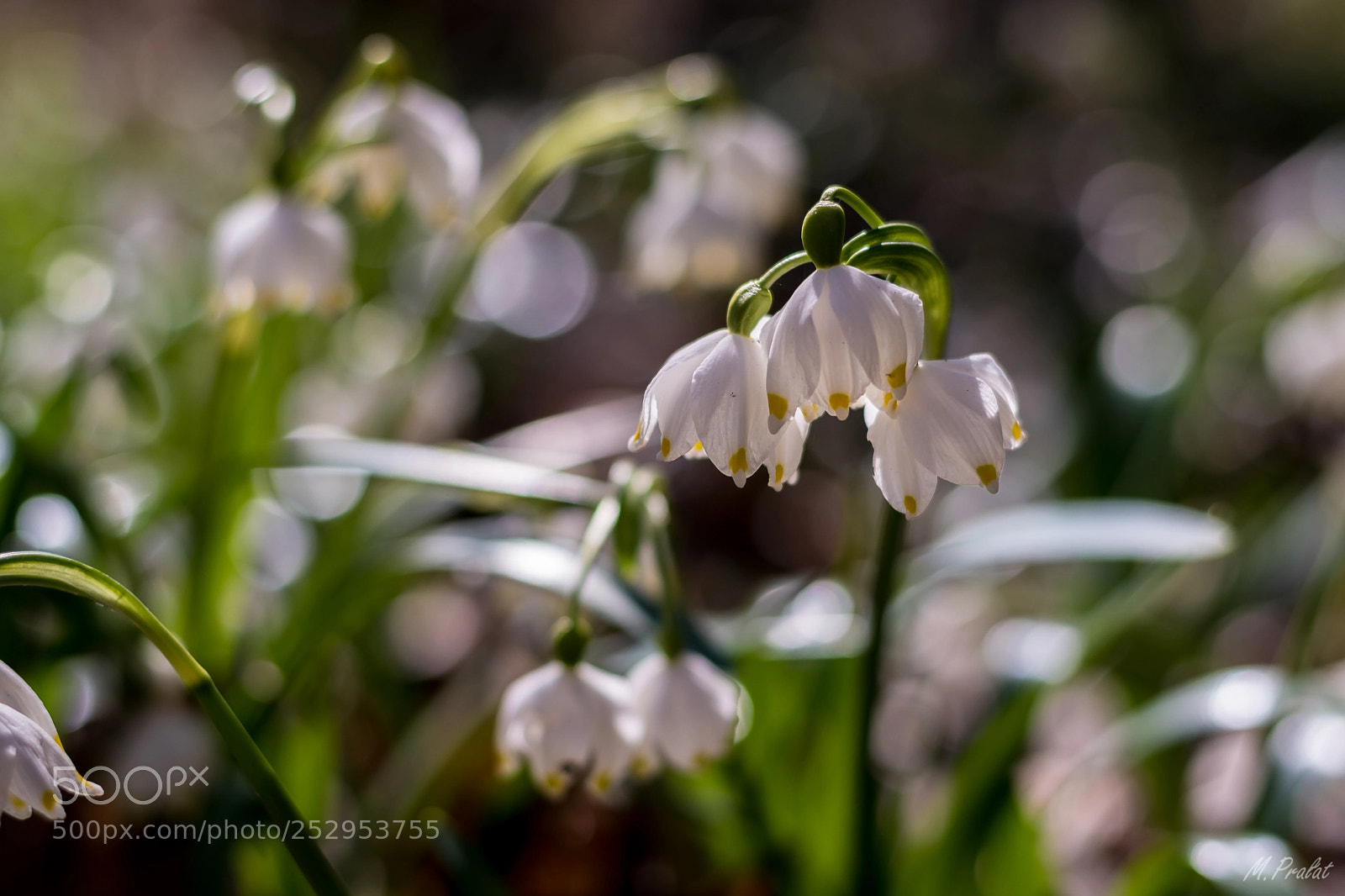 Nikon D5600 sample photo. Flowers photography