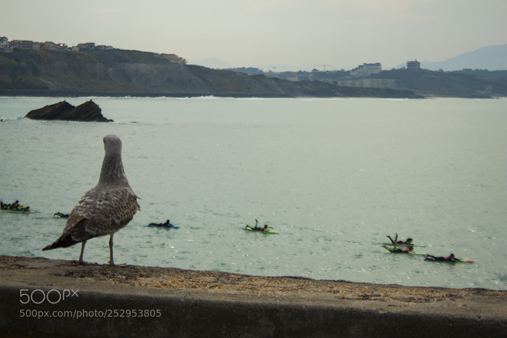 Canon EOS 500D (EOS Rebel T1i / EOS Kiss X3) sample photo. Biarritz,france photography