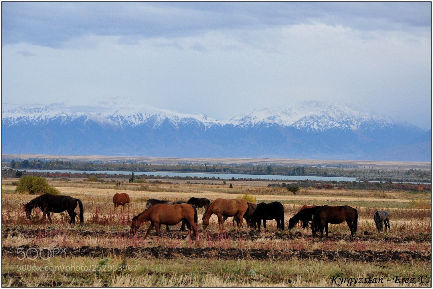 Nikon D90 sample photo. Horses photography