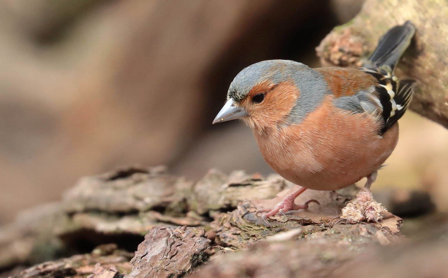 Canon EOS 5D Mark IV sample photo. The finch photography