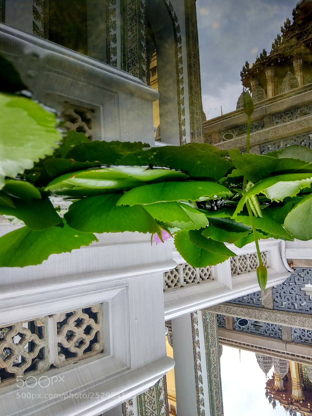 Xiaomi Redmi Note 4 sample photo. Downside up photography