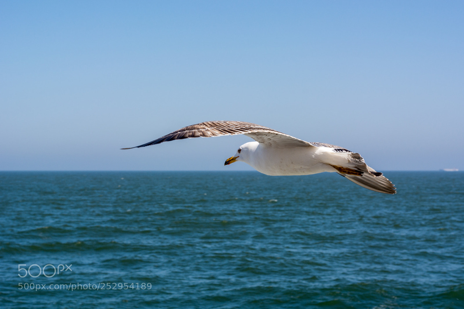 Nikon D7100 sample photo. A state of freedom photography