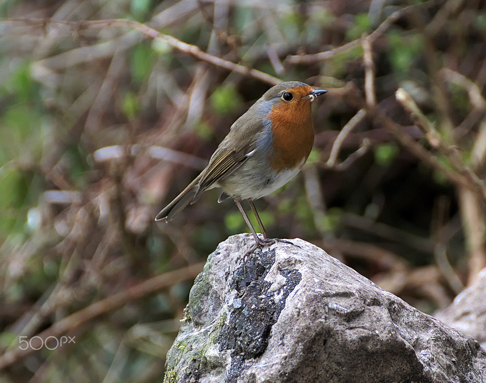 Canon EOS 77D (EOS 9000D / EOS 770D) sample photo. Robin photography