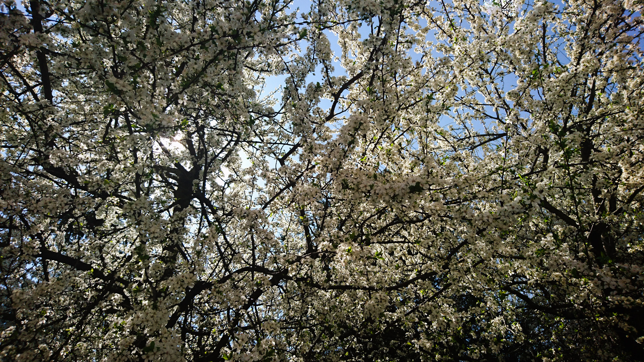 Sony Xperia Z5 sample photo. Spring is here! photography