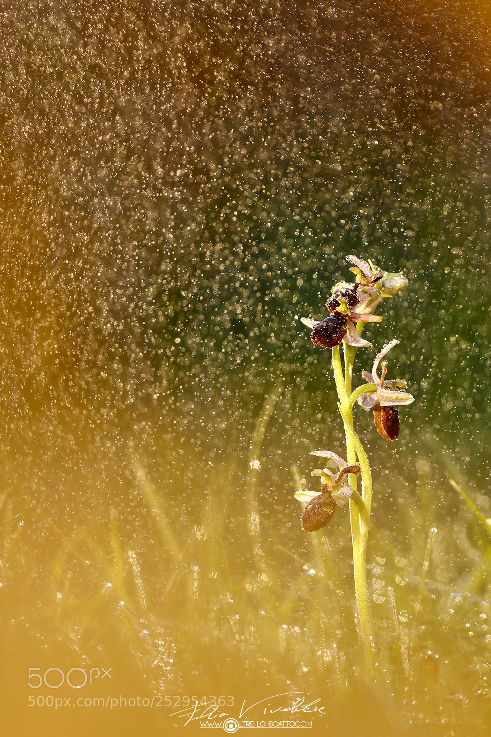 Canon EOS 5D Mark IV sample photo. Yellow rain photography