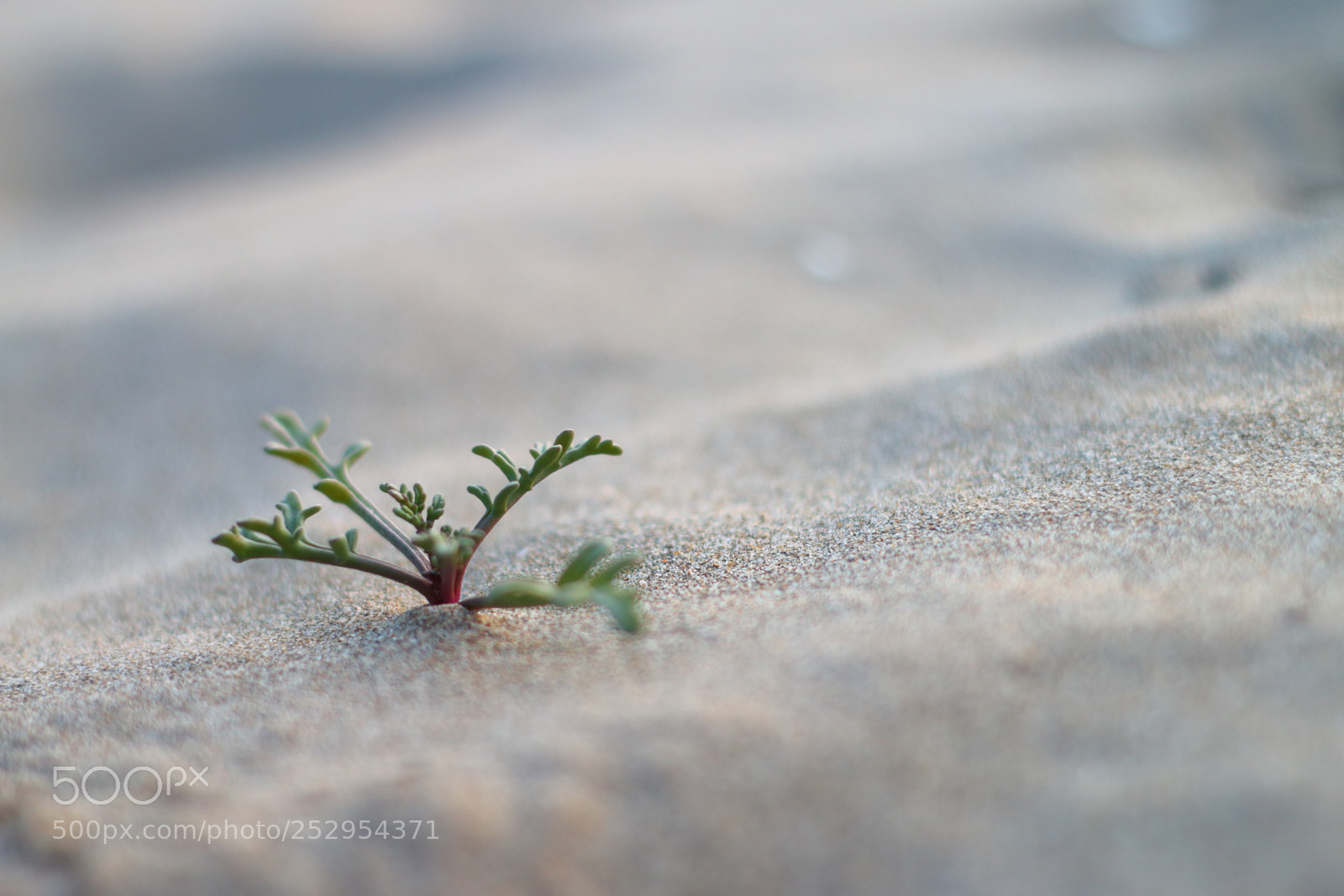 Canon EOS 70D + Canon EF 50mm F1.8 II sample photo. Sand beauty photography
