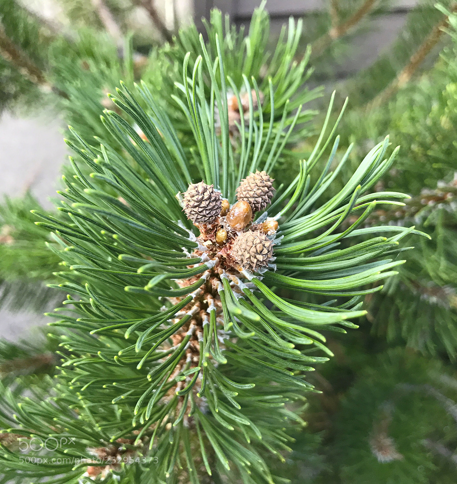 Apple iPhone 7 Plus sample photo. Img photography