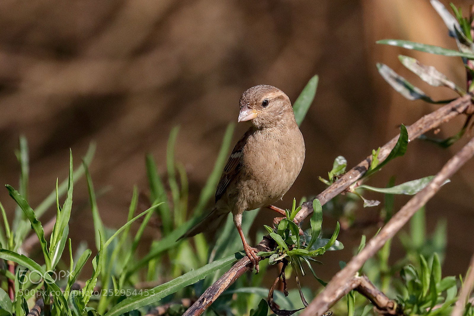 Canon EOS-1D X Mark II sample photo. Little one photography