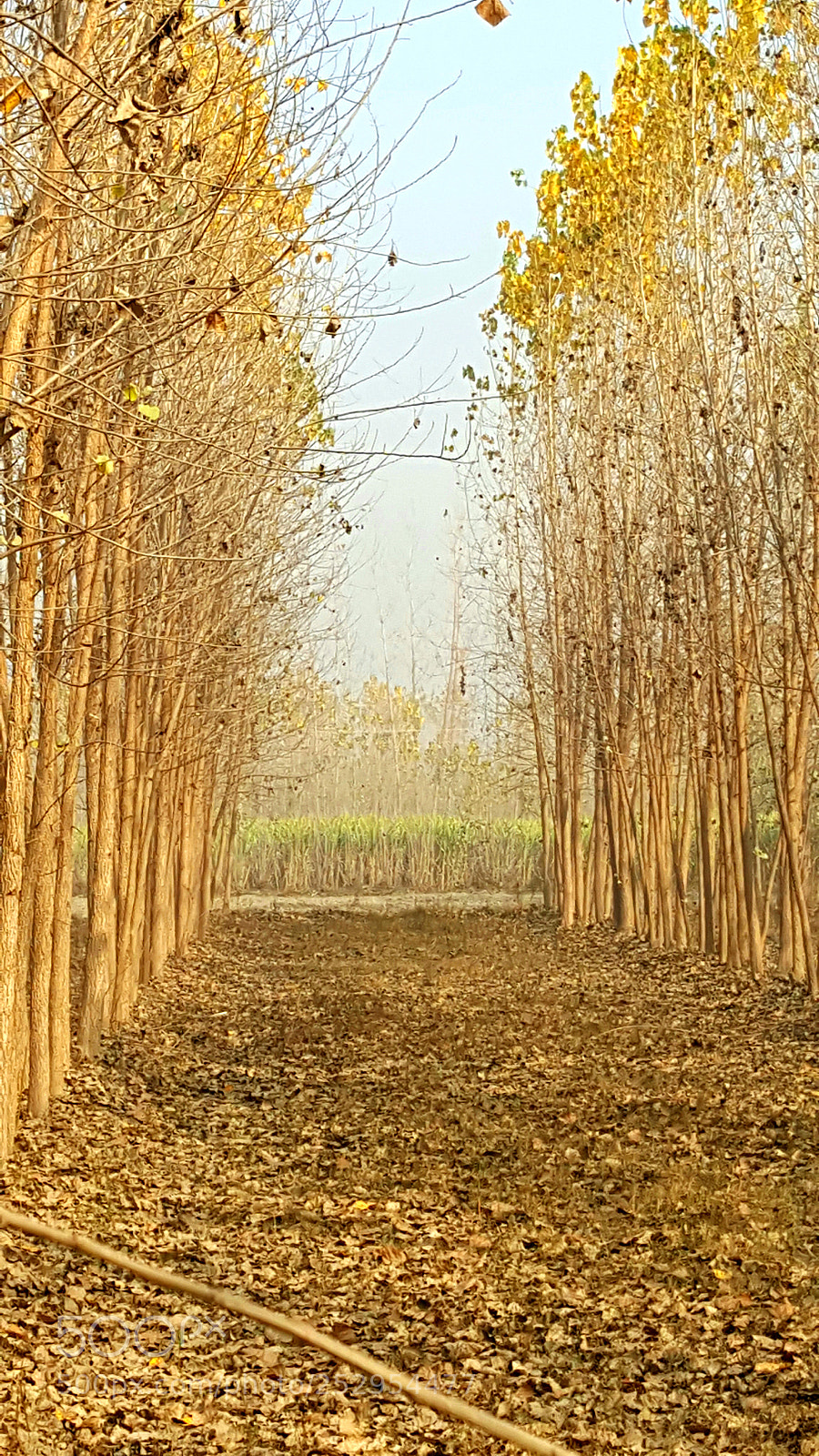 Samsung Galaxy Note5 sample photo. Untitled photography
