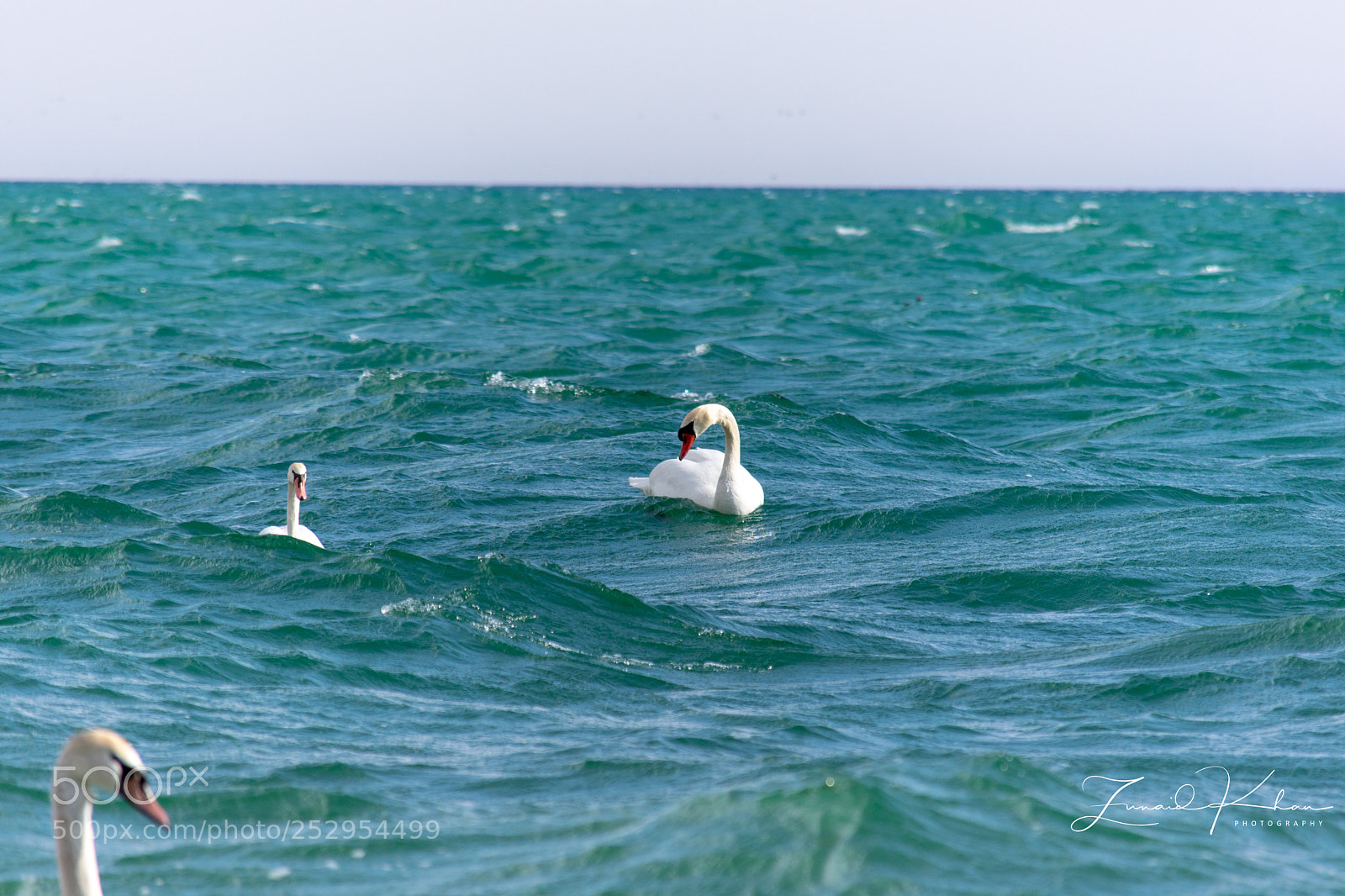 Nikon D3400 sample photo. Swans photography