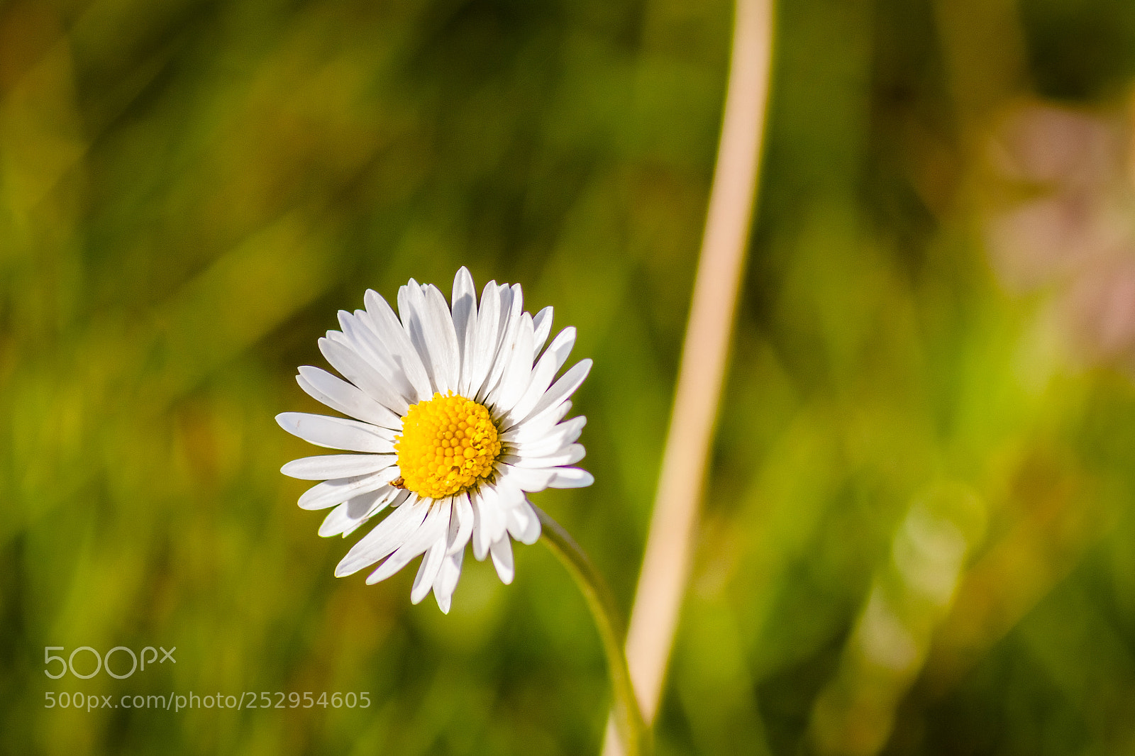 Canon EOS 500D (EOS Rebel T1i / EOS Kiss X3) sample photo. Blooming daisy photography