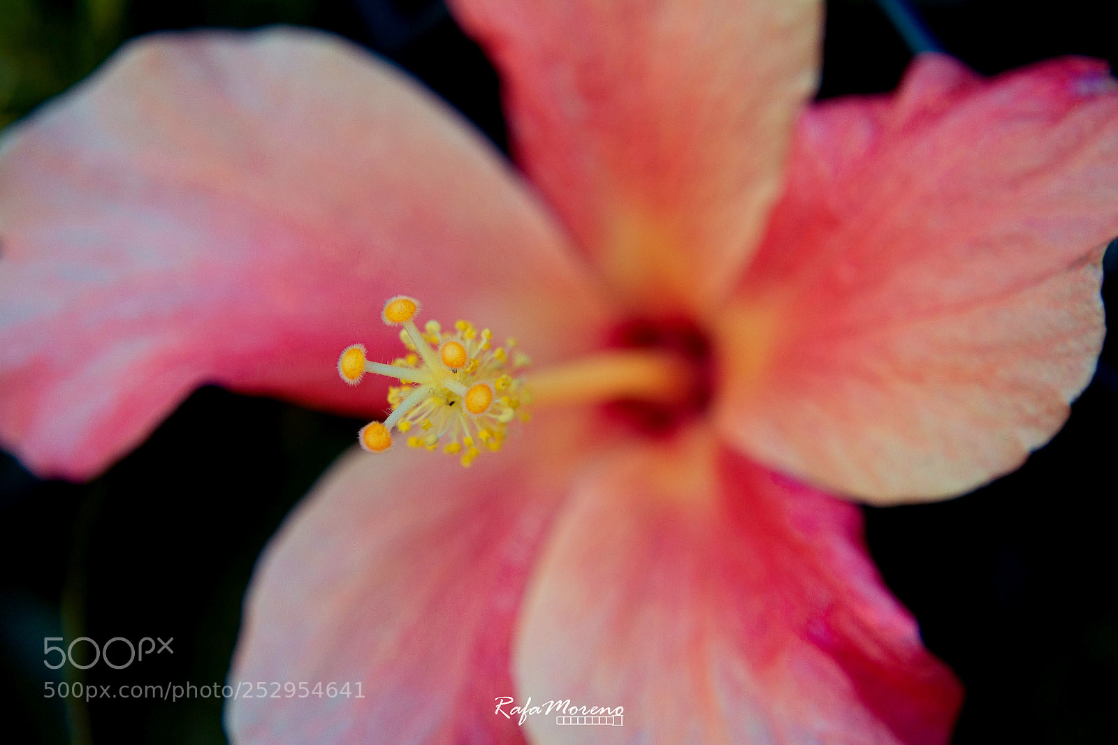 Nikon D7100 sample photo. Spring in the middle photography