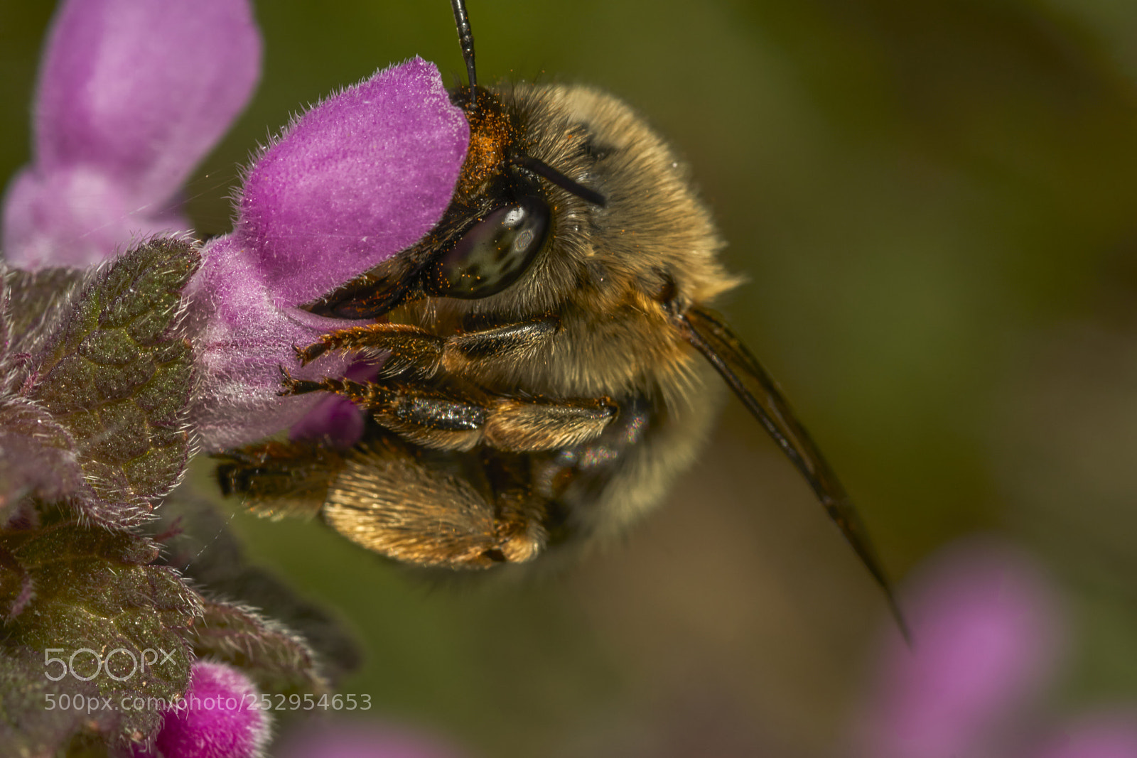 Sony a6000 sample photo. Bee 70 photography