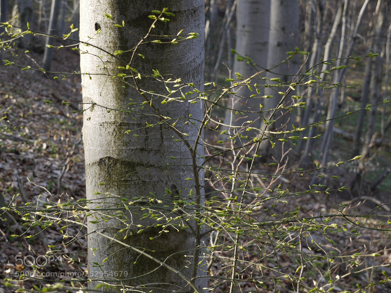 Panasonic Lumix DMC-G1 sample photo. New leaves photography