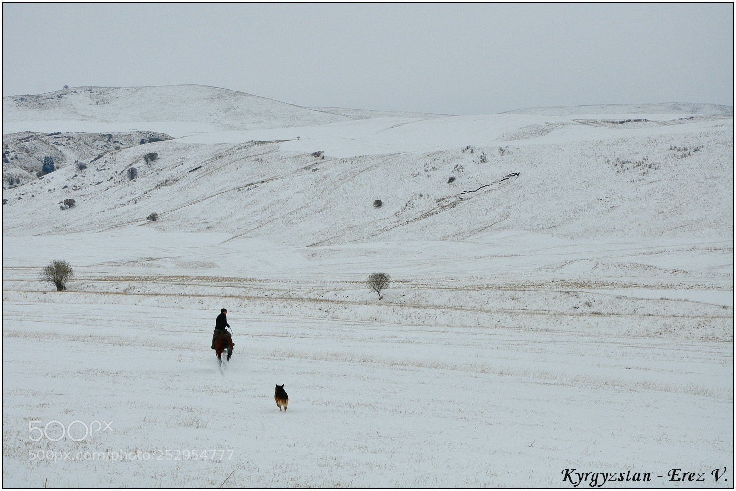 Nikon D90 sample photo. Rider and dog photography