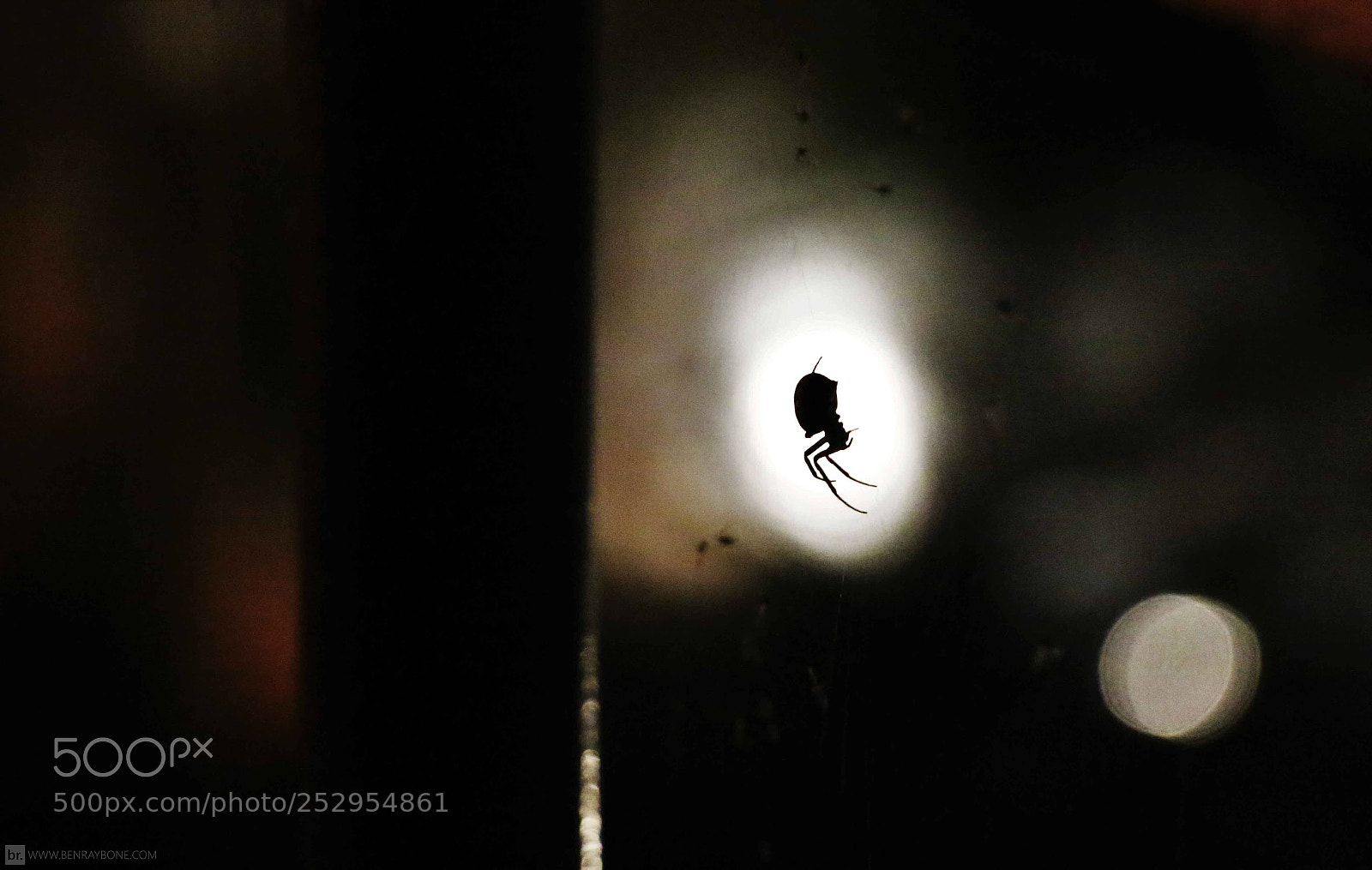 Canon EOS 70D sample photo. Spider spawns photography