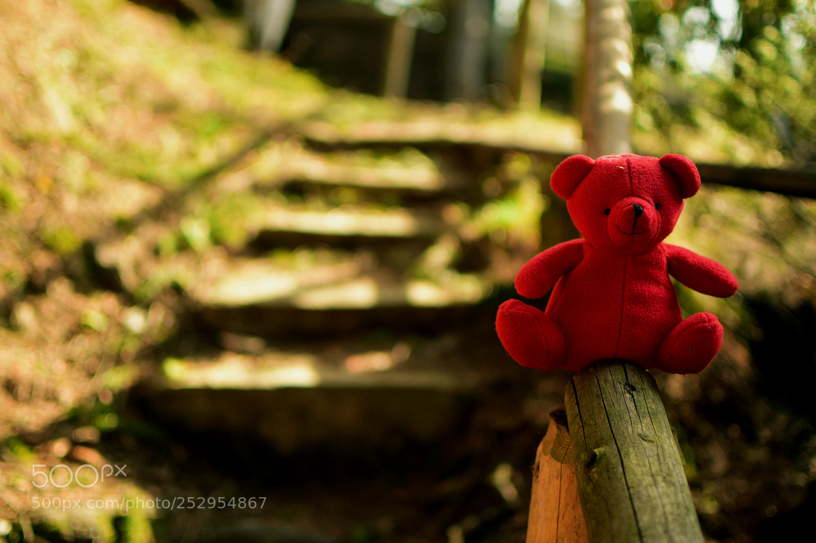 Nikon D3300 sample photo. Little red riding hood photography