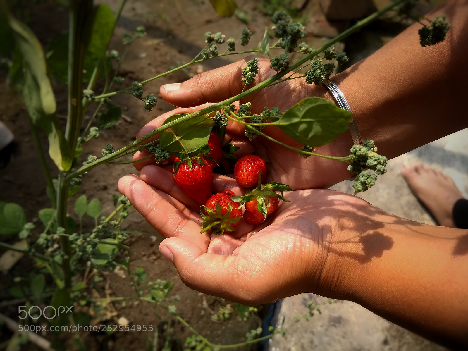 Motorola Moto G (5) Plus sample photo. Home's strawberry. photography
