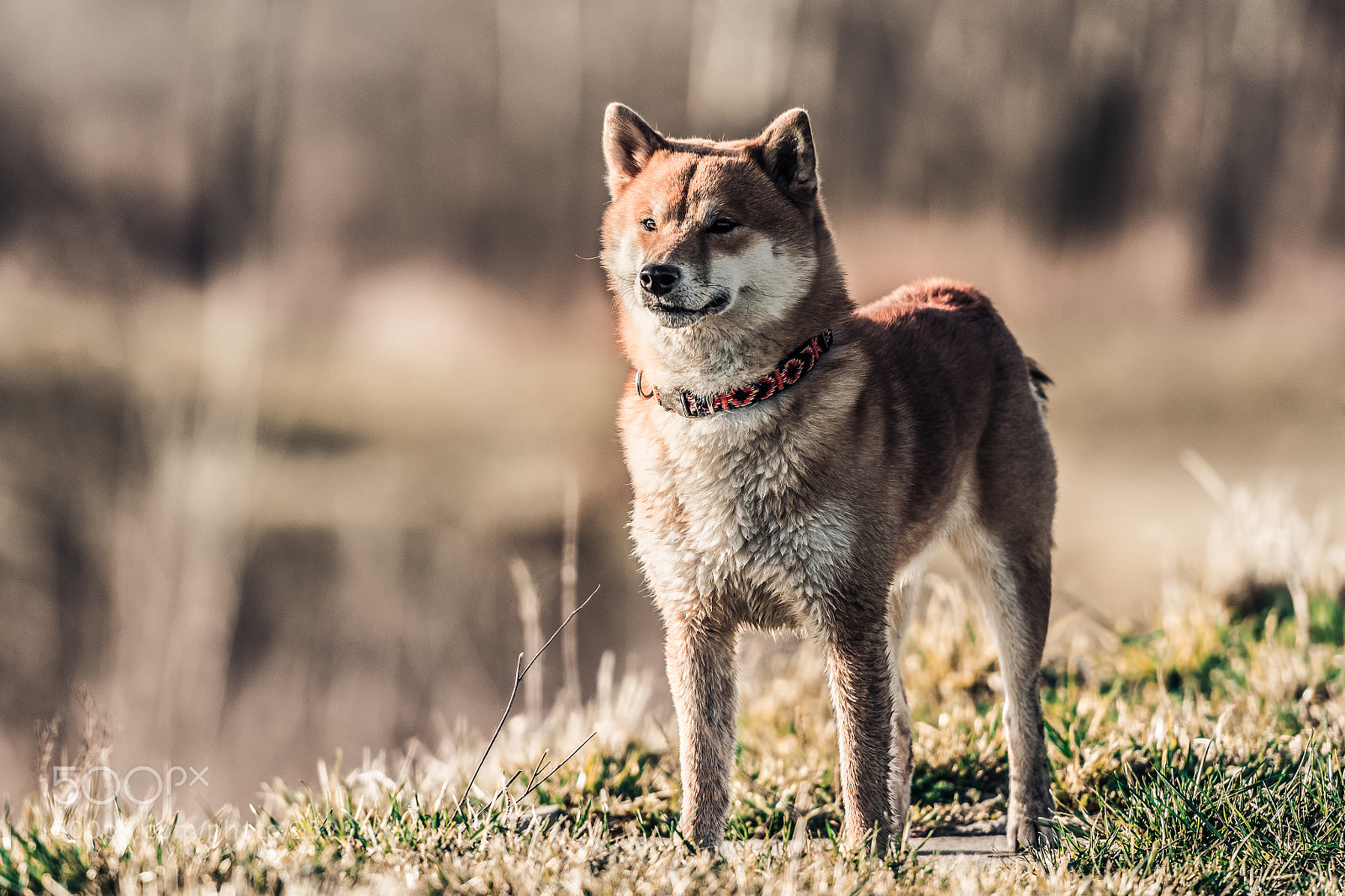Nikon D7200 sample photo. Hunting shiba photography